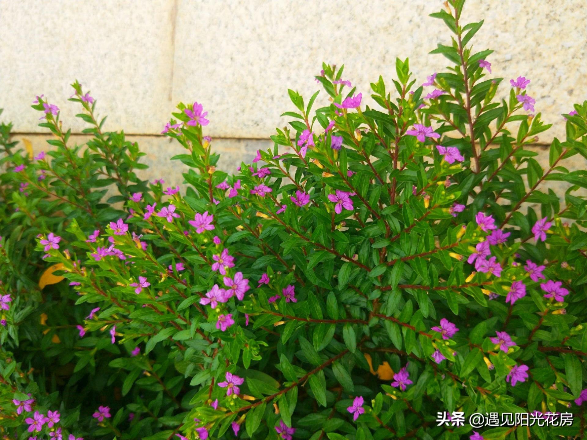 星光点点洒满地，紫色萼距花，小巧精致