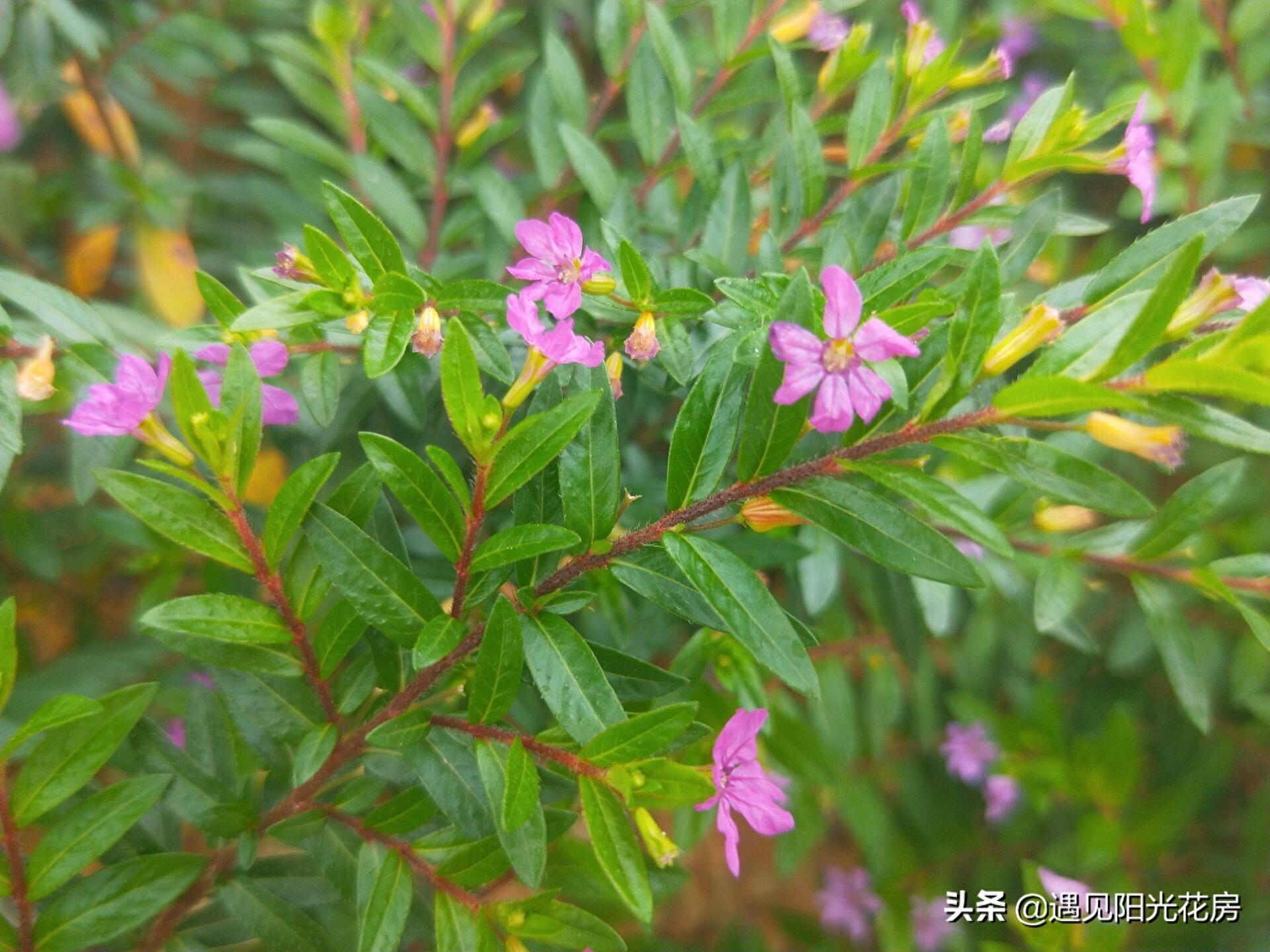 星光点点洒满地，紫色萼距花，小巧精致