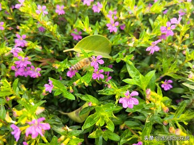 ​星光点点洒满地，紫色萼距花，小巧精致