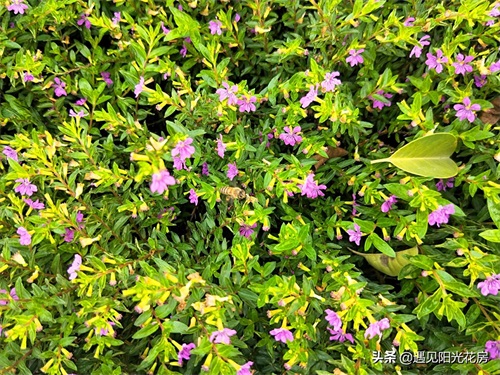 星光点点洒满地，紫色萼距花，小巧精致