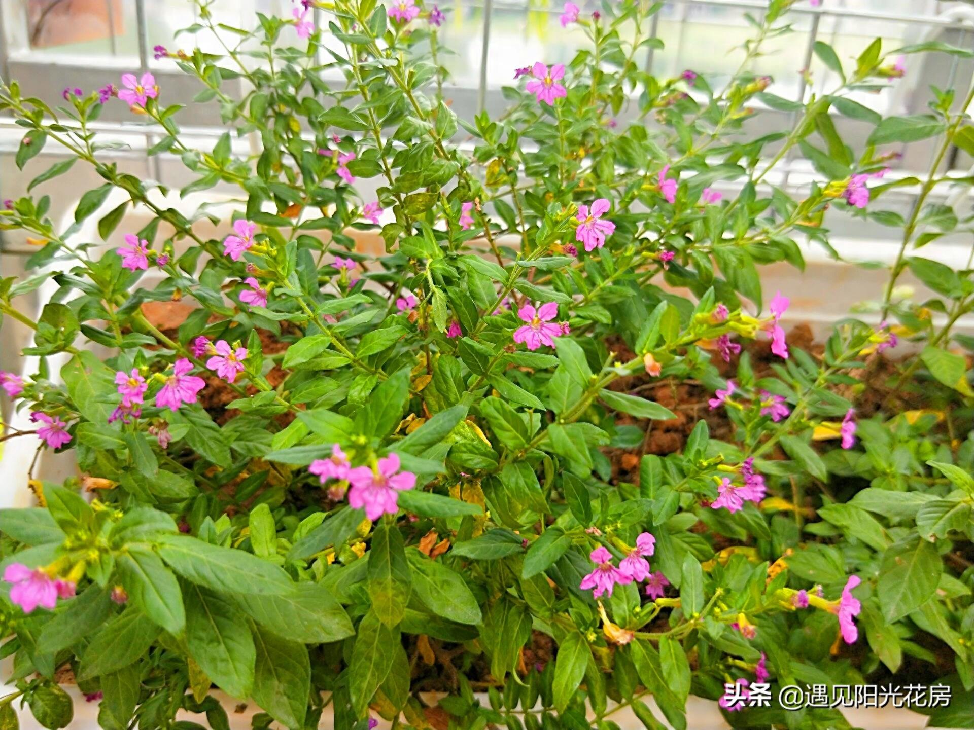 星光点点洒满地，紫色萼距花，小巧精致