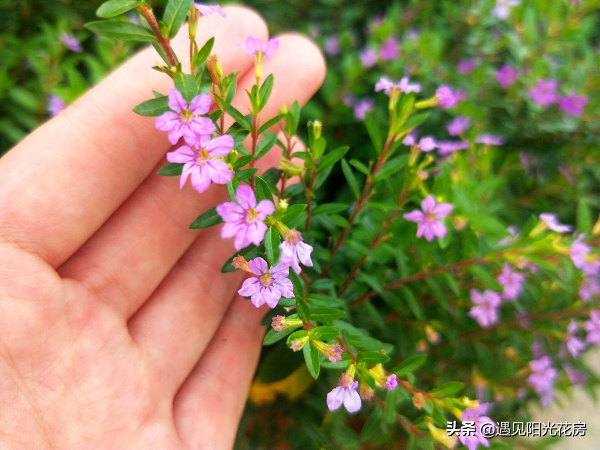 星光点点洒满地，紫色萼距花，小巧精致