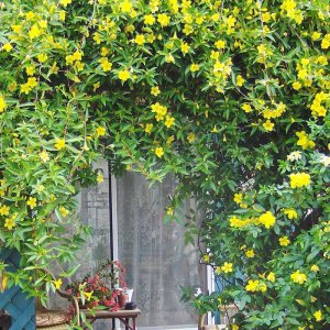 ​家里养盆法国香水花，一年能开200天，清香怡人，比香水还好闻