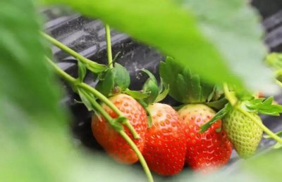 ​快来摘草莓！东莞这13个草莓园，分分钟摘到你手软