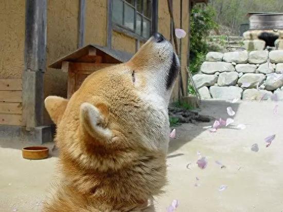 狗狗表情包的鼻祖，日本柴犬北登去世，笑容令人怀念
