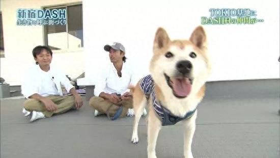 狗狗表情包的鼻祖，日本柴犬北登去世，笑容令人怀念