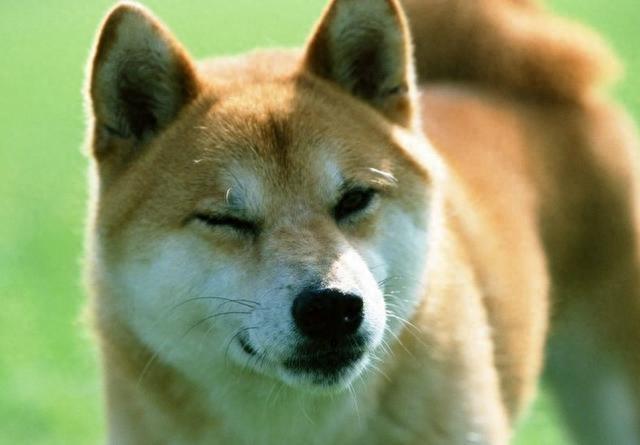 狗狗表情包的鼻祖，日本柴犬北登去世，笑容令人怀念