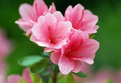 ​杜鹃叶子干枯了，应该如何去解决解决这个问题