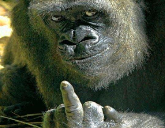 银背大猩猩，俗称肌肉但魔王，狮子老虎要绕道走！