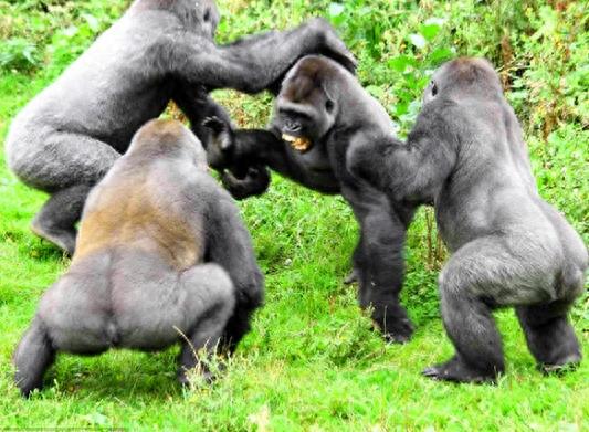 银背大猩猩，俗称肌肉但魔王，狮子老虎要绕道走！