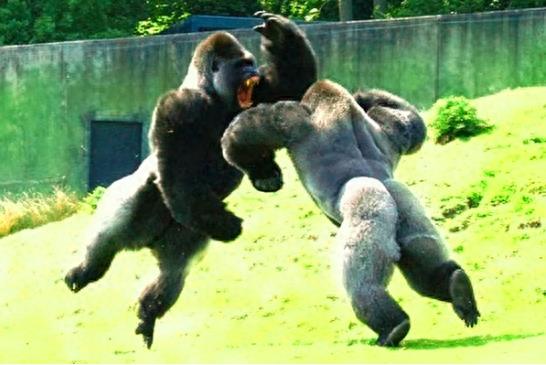 银背大猩猩，俗称肌肉但魔王，狮子老虎要绕道走！