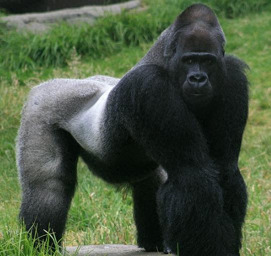 银背大猩猩，俗称肌肉但魔王，狮子老虎要绕道走！