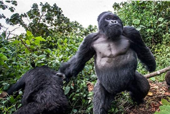 银背大猩猩，俗称肌肉但魔王，狮子老虎要绕道走！
