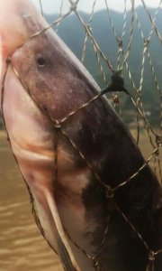 ​长江渔民捕获“老鼠鱼”，有人500当场买下，网友：太便宜了