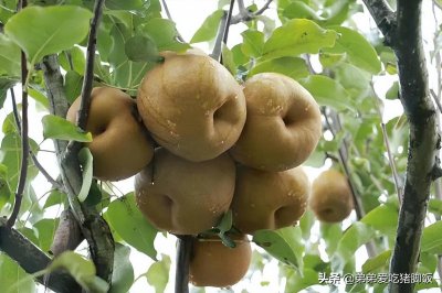 ​特产早知道-苍溪雪梨