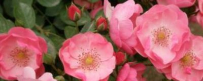 ​藤本月季种植方法和注意事项