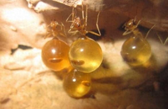 游客登山发现一颗颗黄色小球，有几条腿还会自己移动