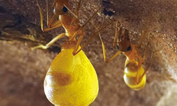 游客登山发现一颗颗黄色小球，有几条腿还会自己移动