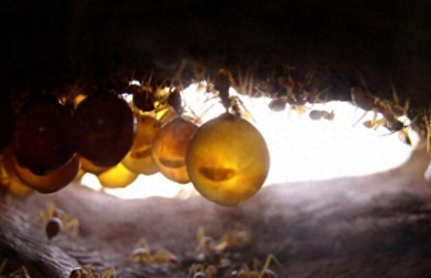 游客登山发现一颗颗黄色小球，有几条腿还会自己移动