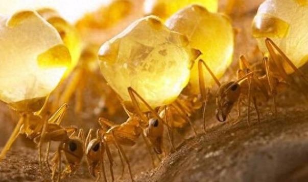 游客登山发现一颗颗黄色小球，有几条腿还会自己移动