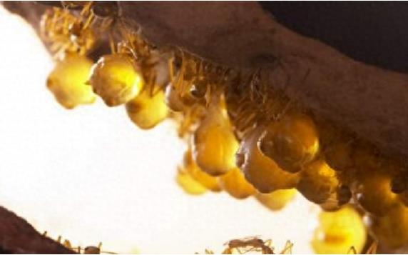 游客登山发现一颗颗黄色小球，有几条腿还会自己移动