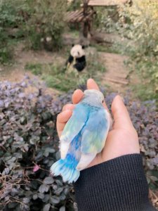 ​春节即将结束，气温回升哪些鹦鹉值得入手!准备两万块又是买买买