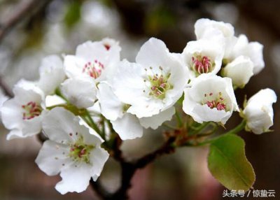 ​青海贵德梨花开