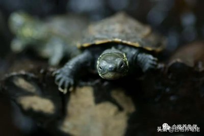 ​谁才是“真”国龟？