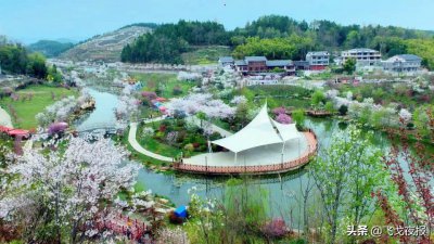 ​遵义新蒲樱花谷开园啦！花开成景 花落成诗的！