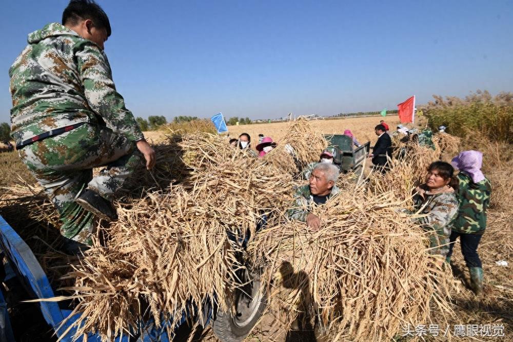 袁隆平院士的超级杂交水稻破世界纪录，亩产1203公斤、每公顷18吨