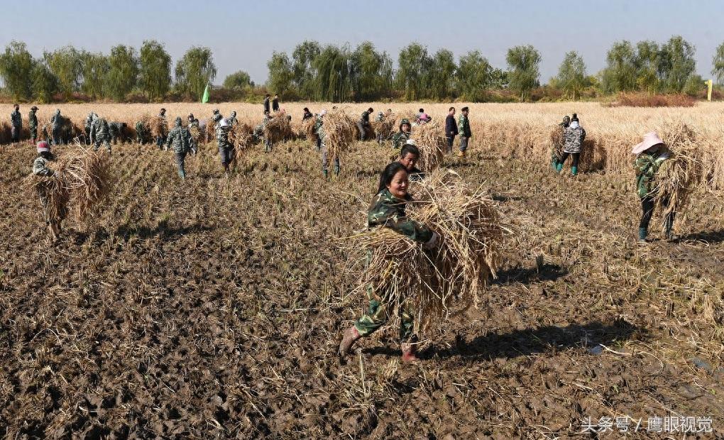 袁隆平院士的超级杂交水稻破世界纪录，亩产1203公斤、每公顷18吨