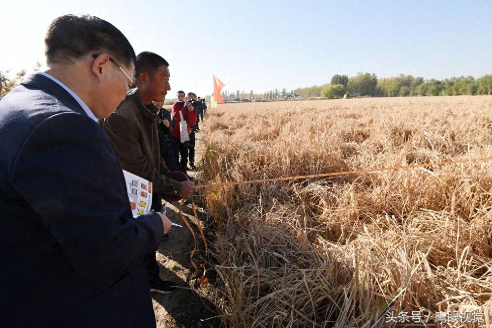 袁隆平院士的超级杂交水稻破世界纪录，亩产1203公斤、每公顷18吨