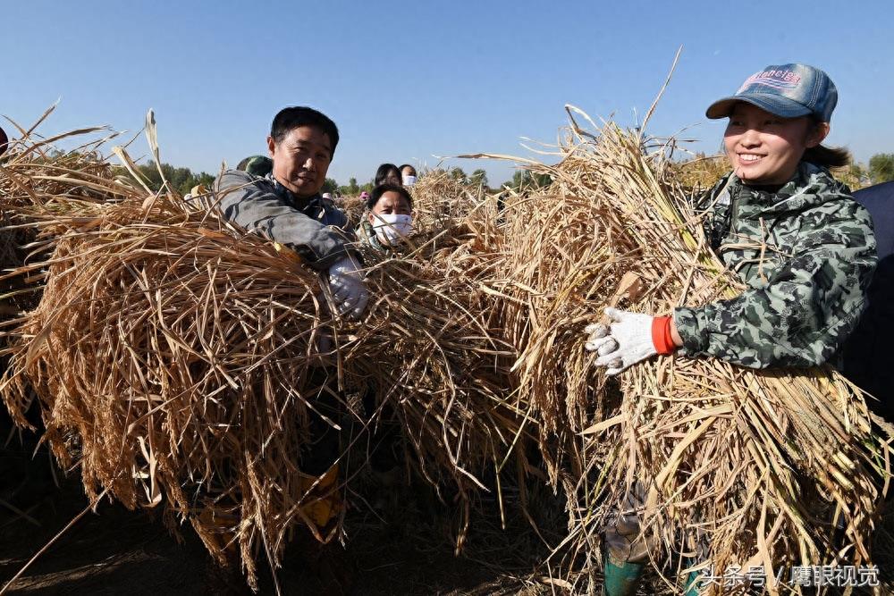 袁隆平院士的超级杂交水稻破世界纪录，亩产1203公斤、每公顷18吨