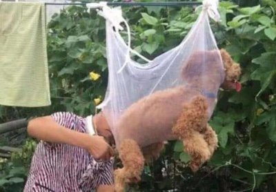 ​泰迪犬的这六个部位，主人别乱打，都是它的命门！