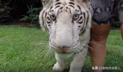 ​妹子养只老虎当宠物，到底你是宠物，还是他是宠物？这是一个问题