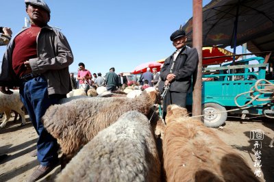 ​巴楚的羊交易市场 这里有2000万一只的珍贵刀郎羊