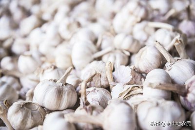 ​3月10日金乡大蒜、蒜片、洋葱、蒜薹交易行情