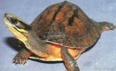 ​龟肺炎会出现哪些症状呢？