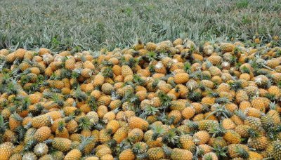 ​我国台湾有哪些水果？哪几类在大陆较火？能禁的不止是菠萝？