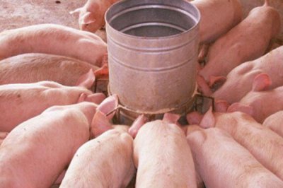 ​猪精女孩什么意思 猪精女孩什么梗