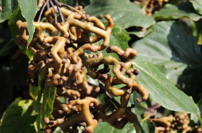 ​农村拐枣树常被忽视，常用于解酒毒，看看药用价值有多高