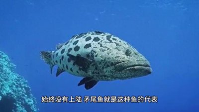 ​矛尾鱼是一种活化石，由总鳍鱼目进化而来