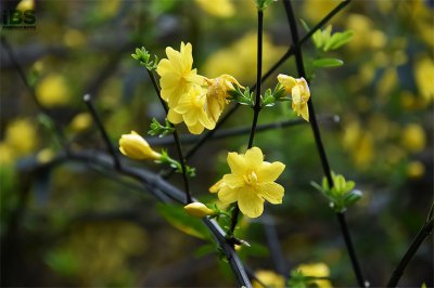 ​四月英语怎么说？四月的相关英语