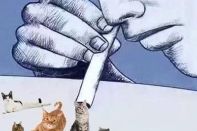 ​吸猫是什么意思 吸猫是什么梗
