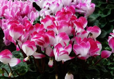 ​养好仙客来很简单，做好4个要点，花苞冒不停，越养越旺家