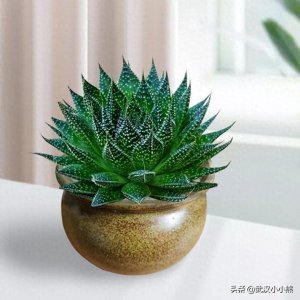 ​家里养芦荟真的会破财？原来它还有这么多的禁忌！