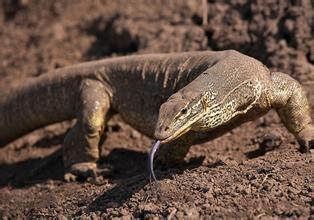 濒临灭绝的爬行和两栖动物：上古科莫多巨蜥