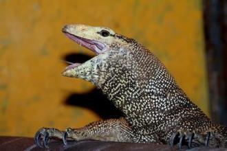 濒临灭绝的爬行和两栖动物：上古科莫多巨蜥