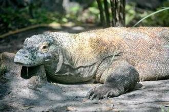 濒临灭绝的爬行和两栖动物：上古科莫多巨蜥
