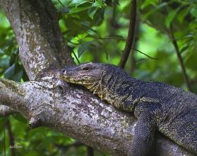 濒临灭绝的爬行和两栖动物：上古科莫多巨蜥